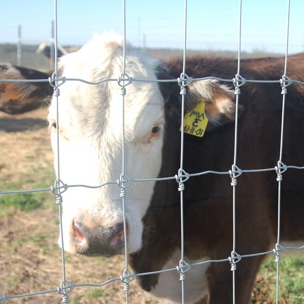 A cattle in the area enclosed by fixed knot field fence.