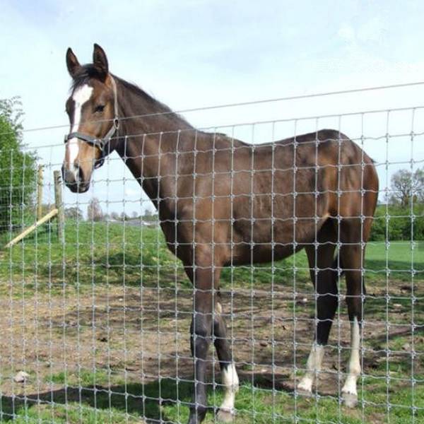 A horse in the area enclosed by fixed knot field fence.
