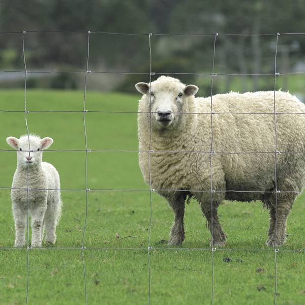 Two sheep in the area enclosed by fixed hinge joint fence.