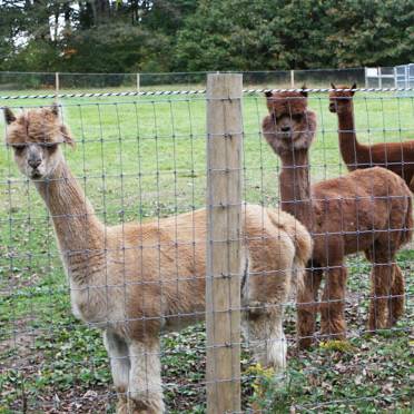 Three alpaca on the grassland enclosed by hinge joint field fencing.