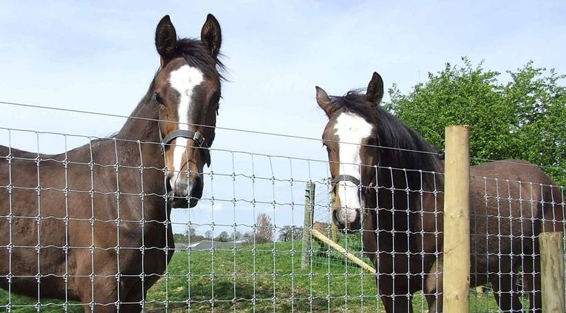 Two horses on the grassland and enclosed by fixed knot field fence.