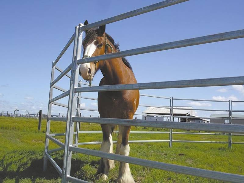 A horse in a large pen made of oval tube corral panels.