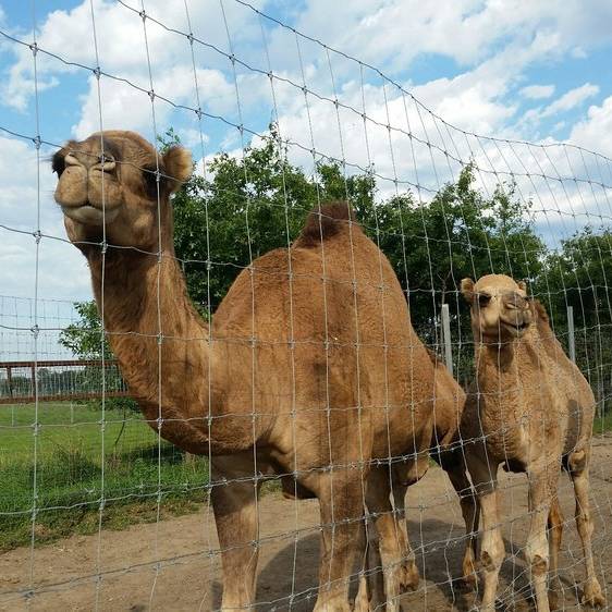 Two camels in the area enclosed by fixed knot field fence.