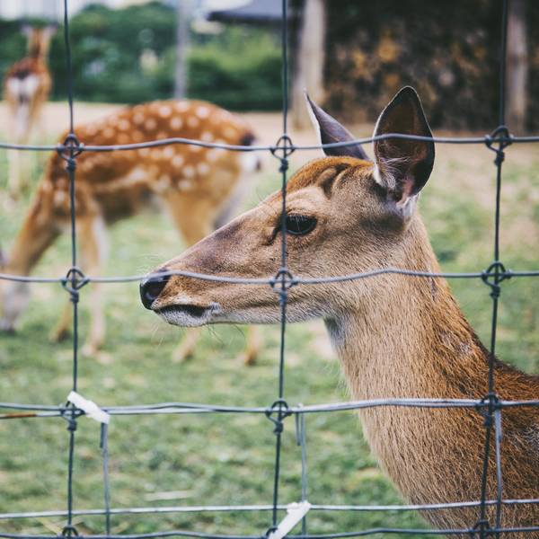 Two deer in the area enclosed by fixed knot field fence.