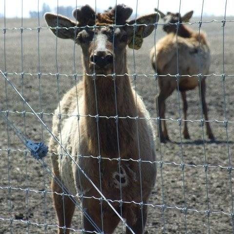 Two goats in the area enclosed by fixed knot field fence.
