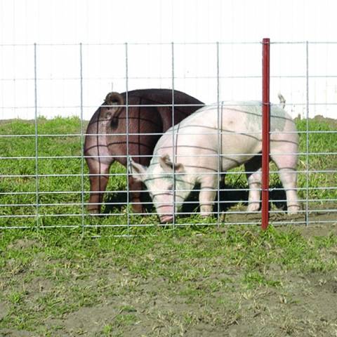 Two deer in the area enclosed by livestock fencing hog panel.