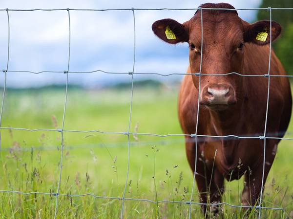 A cattle on the grassland and enclosed by field fencing.