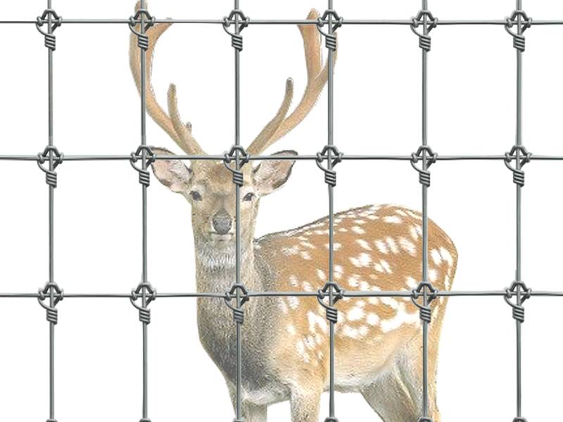 A deer is blocked off by fixed knot deer fence.