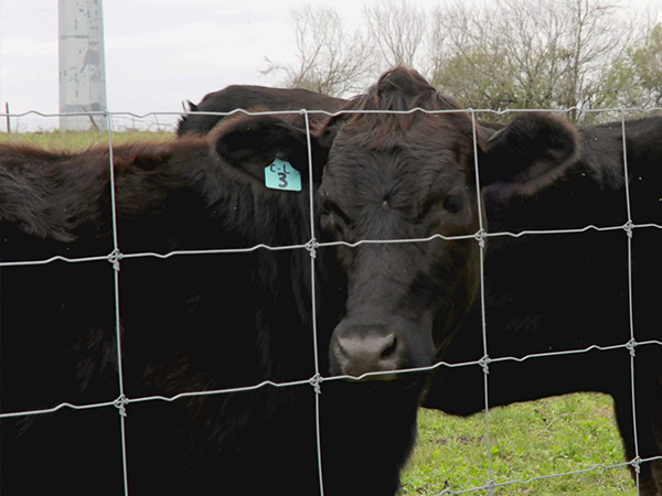 2 cattle on grassland near a fixed knot fence in a farm