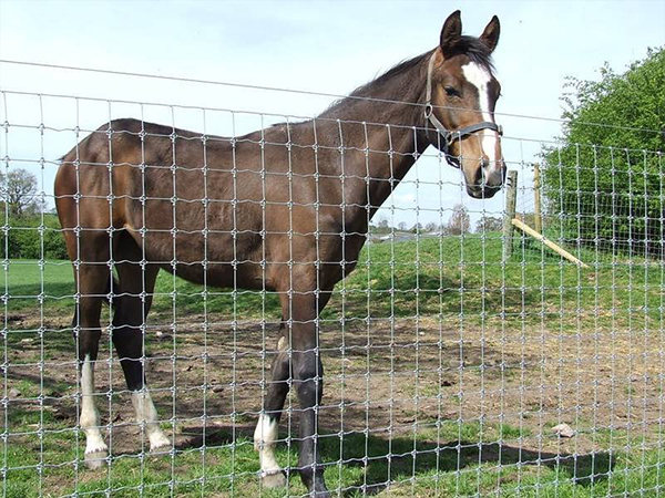 A horse on grassland near a fixed knot fence in a farm