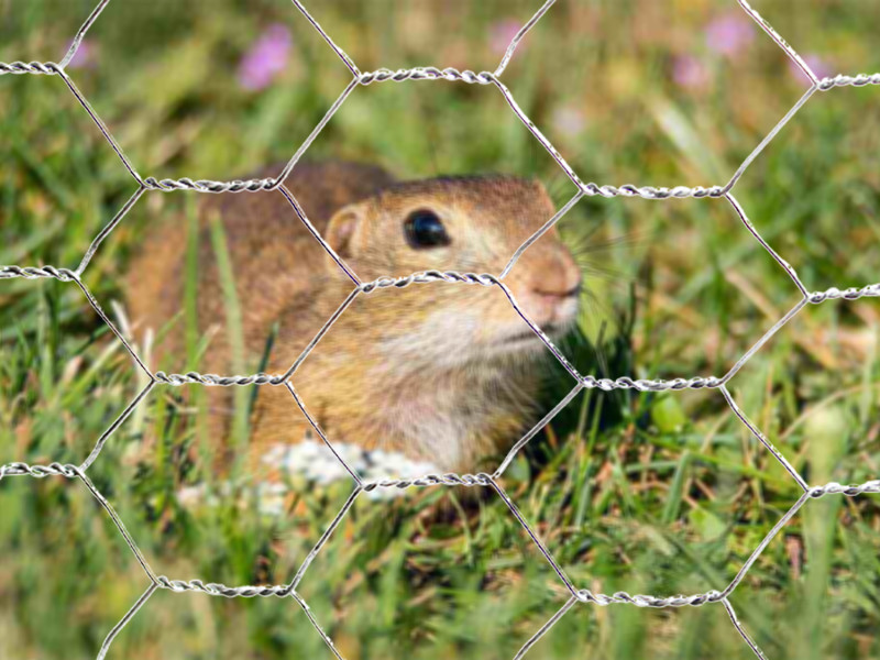 A gopher inside the area formed by Gopher wire mesh.
