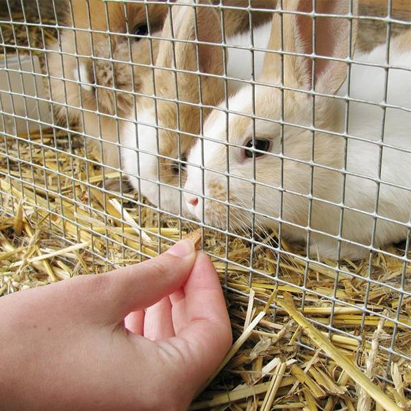 Several rabbits in the area enclosed by hardware cloth.