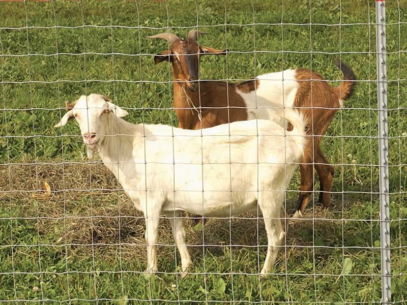 Two goats in the area enclosed by hinge joint field fence.