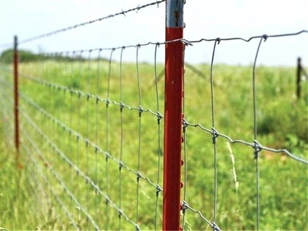 Red studded T posts are supporting fixed knot fencing.